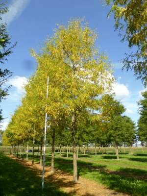Gleditsia triac. 'Skyline', 8/10 Blote Wortel, Amerikaanse Christusdoorn