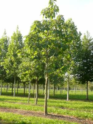 Paulownia tomentosa, 10/12 Blote wortel