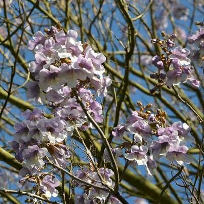 Paulownia tomentosa, 10/12 Blote wortel