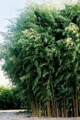Phyllostachys aureos. 'Spectabilis', 200-250 15L Bamboe