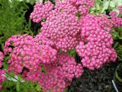 Achillea millefolium 'Pink Grapefruit' ® , Duizendblad