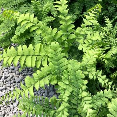 Adiantum pedatum 'Imbricatum', Venushaar