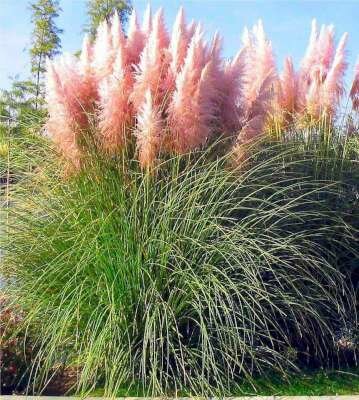 Cortaderia selloana 'Rosea' P9, Roze Pampasgras