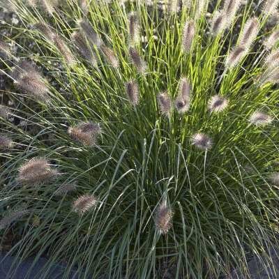 Pennisetum alop. 'Reborn' P9, Lampepoetsergras