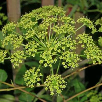 Peucedanum verticillare, Varkenskervel