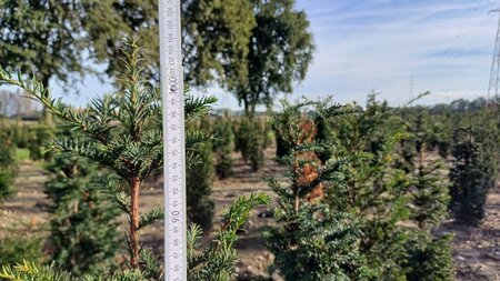 Taxus Baccata, 80-100 Kluit, Venijnboom