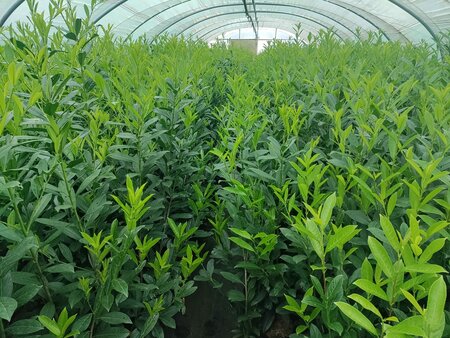 Prunus Laur. 'Caucasica' 3L, 80-100 Laurierkers