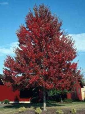 Acer rub. 'Red Sunset', 10/12 Blote wortel (= Frank's Red)