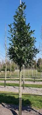 Prunus laurocerasus 'Caucasica', 16/18 draadkluit, Laurierkers