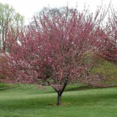 Prunus serrulata 'Royal Burgundy', 10/12 draadkluit, Japanse sierkers