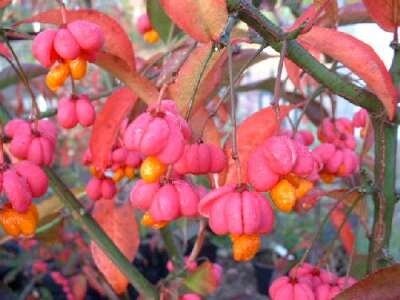 Euonymus europaeus 'Red Cascade', 3L Kardinaalshoed