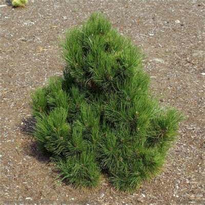 Pinus hel. 'Malinki', 25-30 7.5L