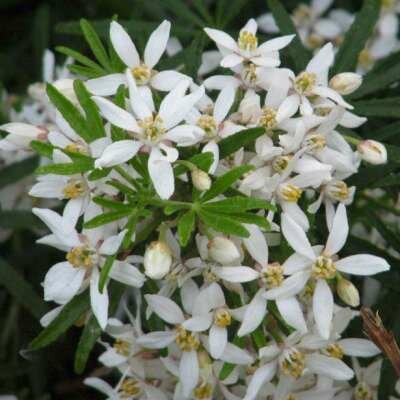 Choisya ternata 'White Dazzler', 40-50 3L, Glansmispel ®