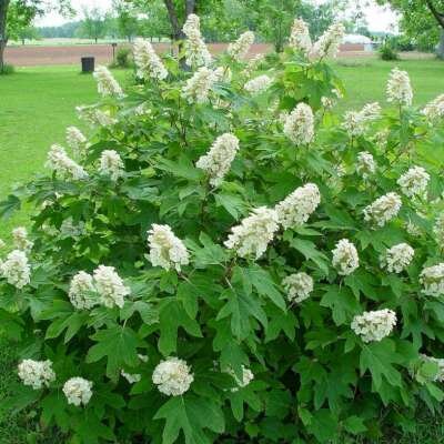 Hydrangea quercifolia 'Alice', 40-60 10L, Hortensia