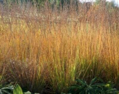 Molinia caer. 'Heidebraut' 3L, Pijpestrootje