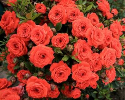 Rosa 'Miniature Orange'  20-25 cm 1.5L, Trosrozen