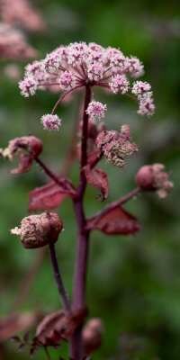 Angelica sylvestris 'Ebony', Engelenwortel