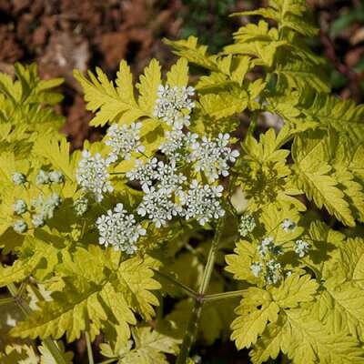 Anthriscus sylvestris 'Golden Fleece', Fluitenkruid