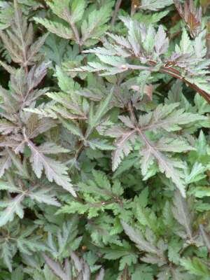 artemisia lactiflora 'Guizhou', Bijvoet