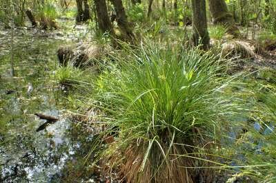 Carex elongata, Elzenzegge