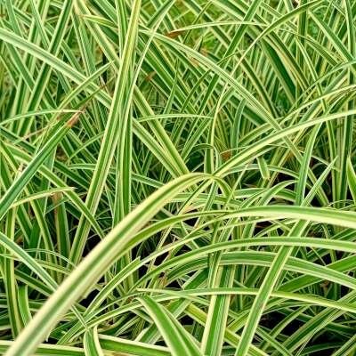 Carex morrowii 'Vanilla Ice', Zegge