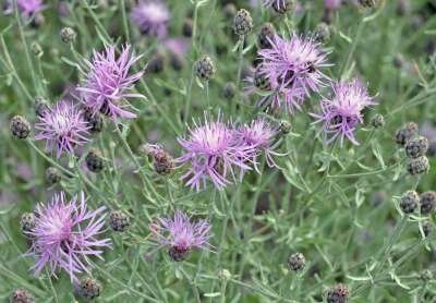Centaurea stoebe, Knoopkruid