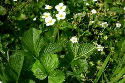 Fragaria moschata,  Grote bosaardbei