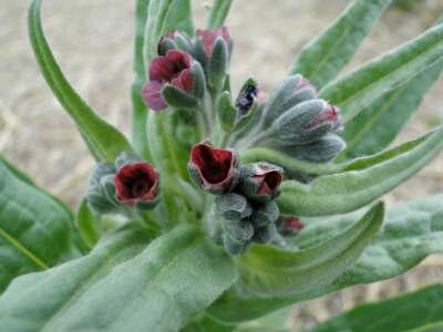 Cynoglossum officinale, Veldhondstong 