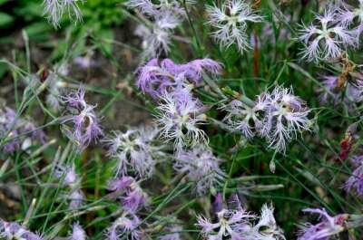 Dianthus superbus, Prachtanjer 