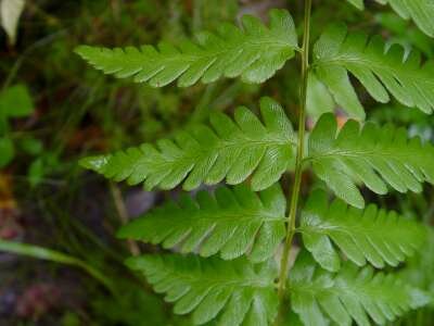 Dryopteris cristata, Schildvaren