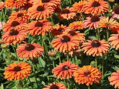 Echinacea purpurea 'Sunseekers Mineola', Rode zonnehoed
