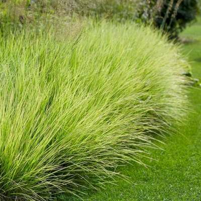 Borderpakket "Green Green Grass" voor 3m2 - P9 Pot (9x9cm)