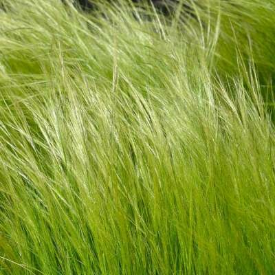Borderpakket "Green Green Grass" voor 3m2 - P9 Pot (9x9cm)