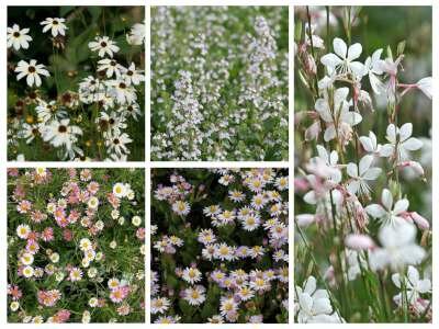 Borderpakket "Pastel Dream" voor 3m2 - P9 Pot (9x9cm)