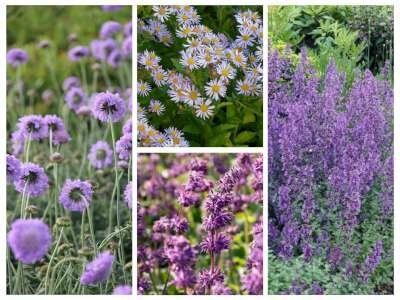 Borderpakket "Purple Rain" voor 3m2 - P9 Pot (9x9cm)