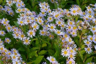 Borderpakket "Purple Rain" voor 3m2 - P9 Pot (9x9cm)