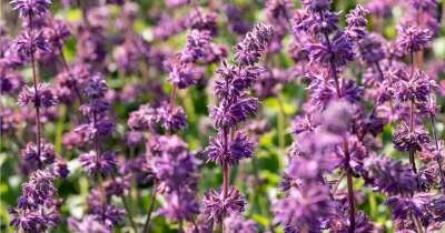 Borderpakket "Purple Rain" voor 3m2 - P9 Pot (9x9cm)