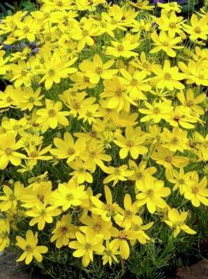 Borderpakket "Golden Hour" voor 3m2 - P9 Pot (9x9cm)