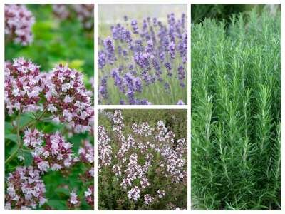 Borderpakket "Tasty Garden" voor 3m2 - P9 Pot (9x9cm)