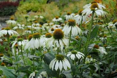 Borderpakket "Bright and White" voor 3m2 - P9 Pot (9x9cm)