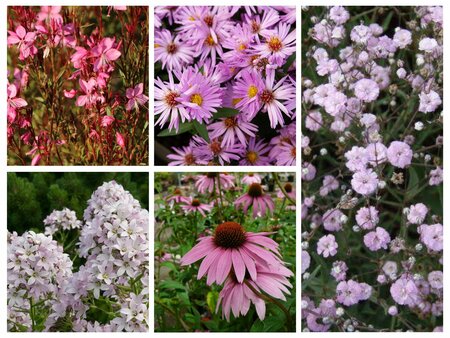 Borderpakket "Pink Blush" voor 3m2 - P9 Pot (9x9cm)