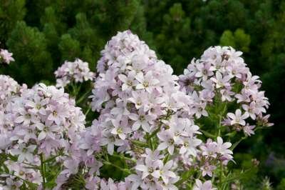 Borderpakket "Pink Blush" voor 3m2 - P9 Pot (9x9cm)