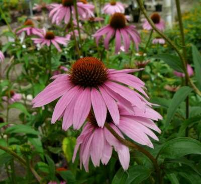 Borderpakket "Pink Blush" voor 3m2 - P9 Pot (9x9cm)