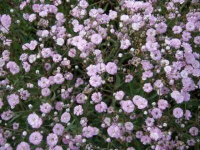 Borderpakket "Pink Blush" voor 3m2 - P9 Pot (9x9cm)