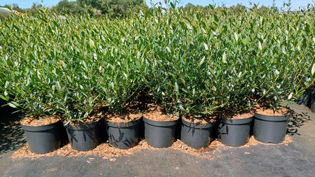 Phillyrea angustifolia, 20-30, 2L, Steenlinde