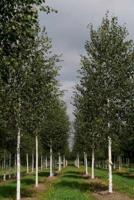 Betula utilis jacquemontii, 6/8 Blote wortel, Witte Himalayaberk