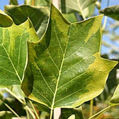 Liriodendron tulipifera 'Aureomarginatum', 10/12 kluit, Tulpenboom