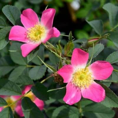 Rosa glauca, Wilde Roos, 1+1 60-100, bosplantgoed