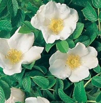Rosa rugosa 'Alba', Heesterrozen, 1+1 60-80, bosplantgoed