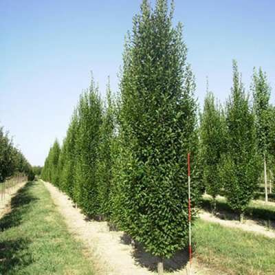 Carpinus betulus 'Fastigiata', 8/10 Pot, Haagbeuk